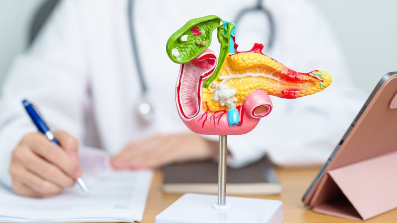 Modell einer menschlichen Bauchspeicheldrüse mit Gallenblase auf dem Schreibtisch eines Arztes in einem medizinischen Beratungsgespräch